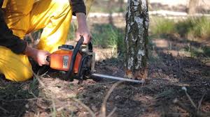 Best Tree Removal Services  in Myrtletown, CA